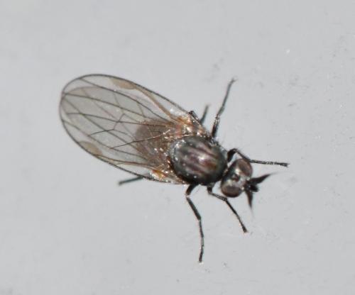 Réf. 341 675 : Microphor sp.